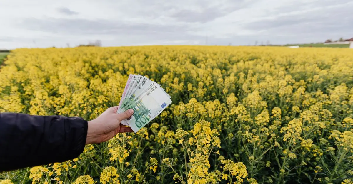 Comment Profiter des Obligations Municipales